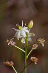 Texas sunnybell